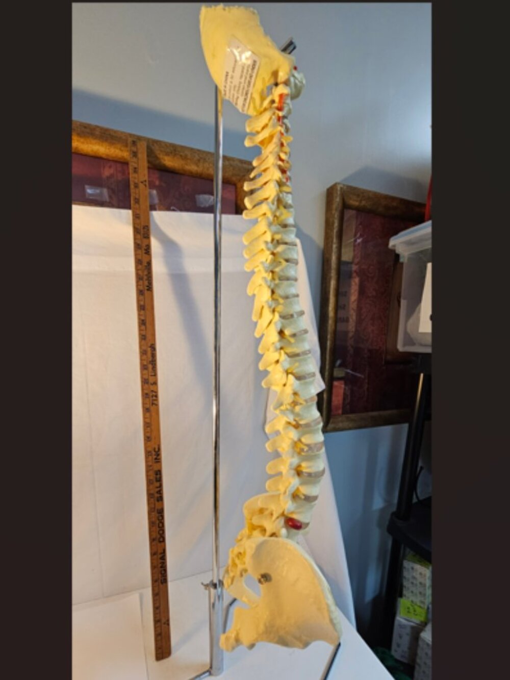 Vintage Anatomical Human Spine Skeleton Model AO